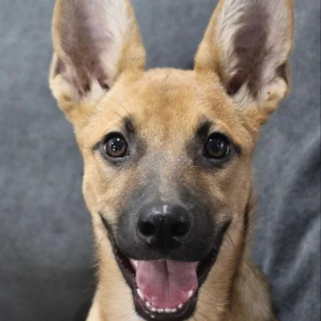 This smiling dog is sitting on a soft surface, available for adoption at dog shelters in San Diego.